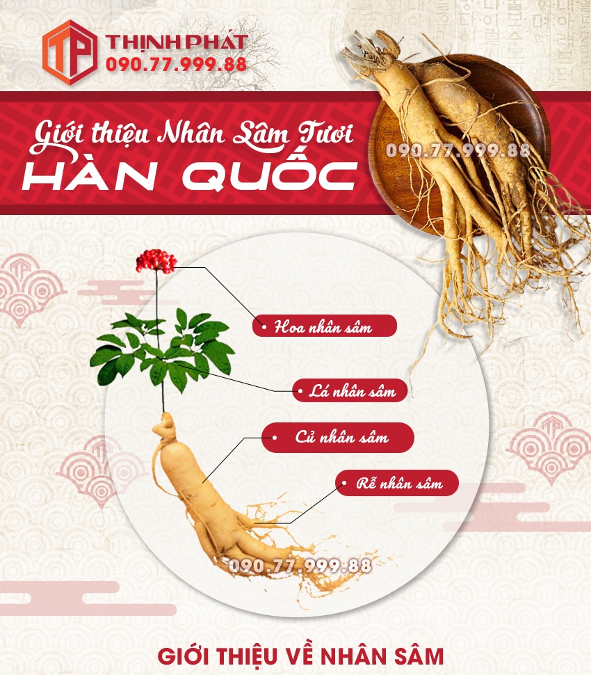 Cách ngâm sâm tươi - Bí quyết bảo quản và phát huy công dụng tuyệt vời